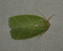 Bena bicolorana