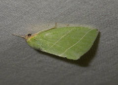 Bena bicolorana