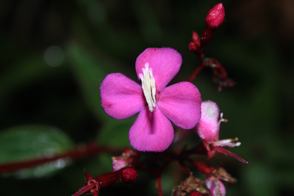 Monochaetum brachyurum