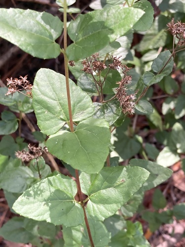 Koanophyllon villosum, photograph 6