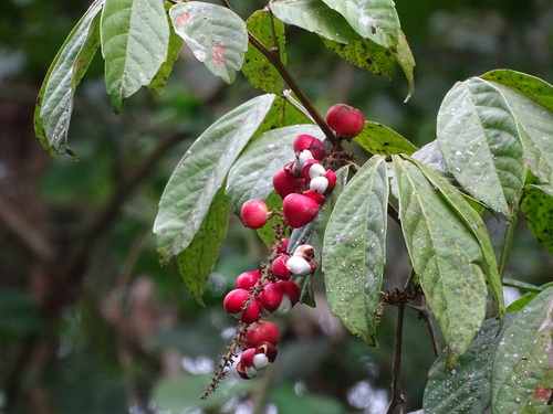 Bejuco de costilla (Paullinia pinnata)