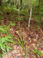 Stenanthium gramineum