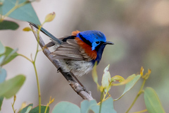 Blue-Breasted Fairywren photo 4