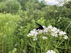 Poecilopompilus algidus algidus