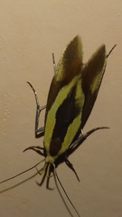 Harpella forficella