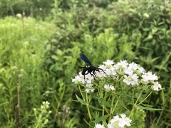 Poecilopompilus algidus algidus