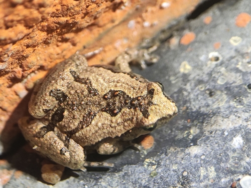 Karnataka Rice Frog, Microhyla sholigari