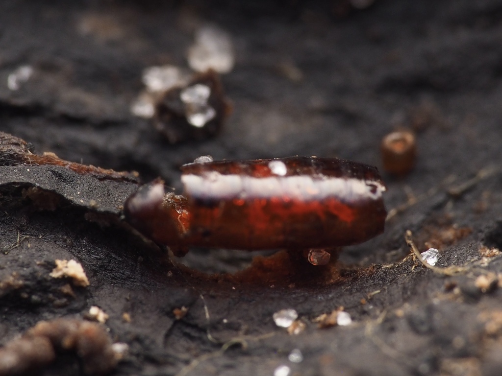 Winged and Once-winged Insects from Alachua County, FL, USA on January ...