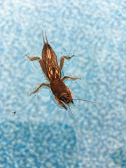 Neocurtilla