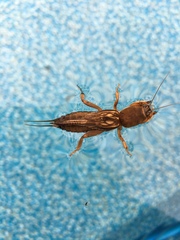 Neocurtilla