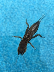 Neocurtilla