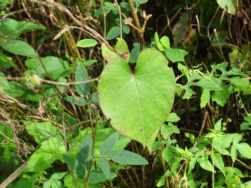 Image of Ipomoea tiliacea by (c) Alexis López Hernández, some rights reserved (CC BY)