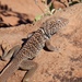 Black-collared Lizard - Photo (c) leahleahleah, some rights reserved (CC BY-NC), uploaded by leahleahleah