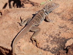 Crotaphytus insularis