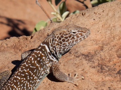 Crotaphytus insularis