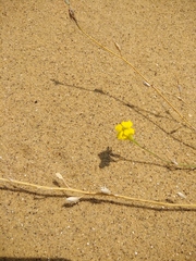 Erysimum siliculosum