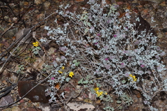 Tiquilia greggii, photograph Gabriel Campbell-Martinez, CC BY, iNaturalist via GBIF