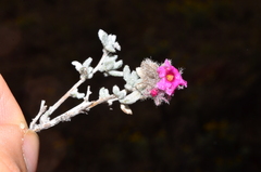 Tiquilia greggii, photograph Gabriel Campbell-Martinez, CC BY, iNaturalist via GBIF