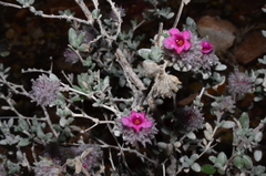 Tiquilia greggii, photograph Gabriel Campbell-Martinez, CC BY, iNaturalist via GBIF