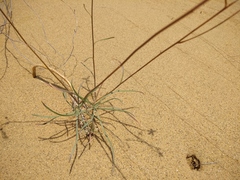 Erysimum siliculosum