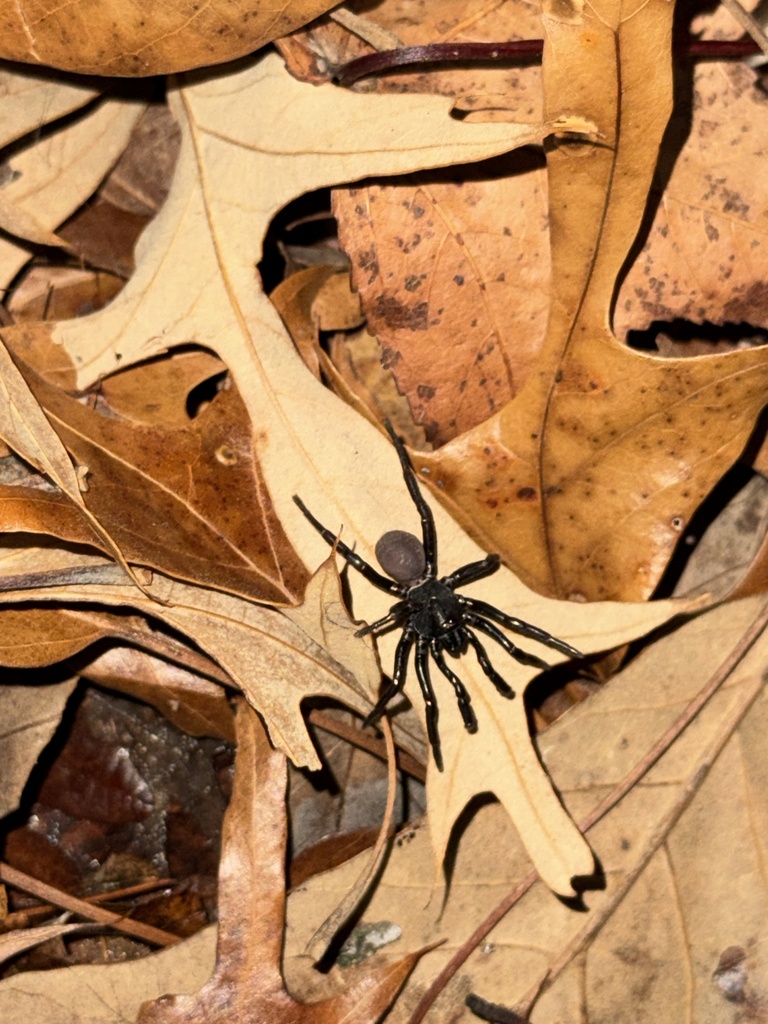 Ummidia gingoteague
