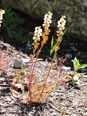 Pedicularis contorta