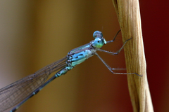Indolestes tenuissimus