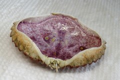 Metacarcinus anthonyi