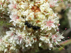 Hylaeus