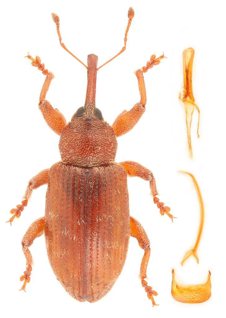 Frost's Aspen Weevil