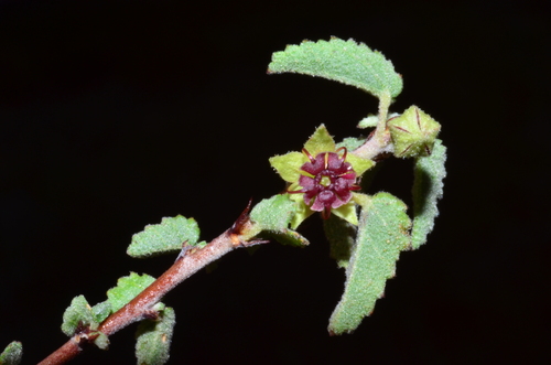 Image of Ayenia microphylla by (c) Gabriel Campbell-Martinez, some rights reserved (CC BY)