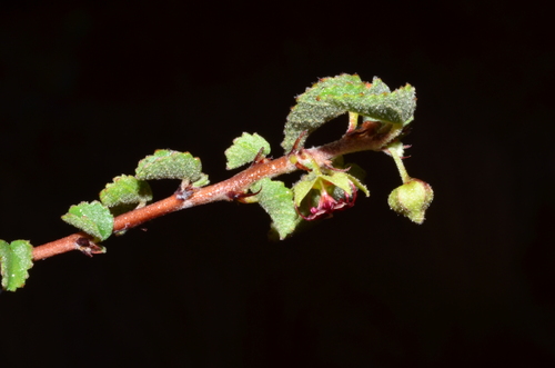 Image of Ayenia microphylla by (c) Gabriel Campbell-Martinez, some rights reserved (CC BY)