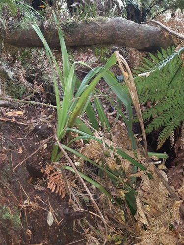 Astelia chathamica, photograph 6