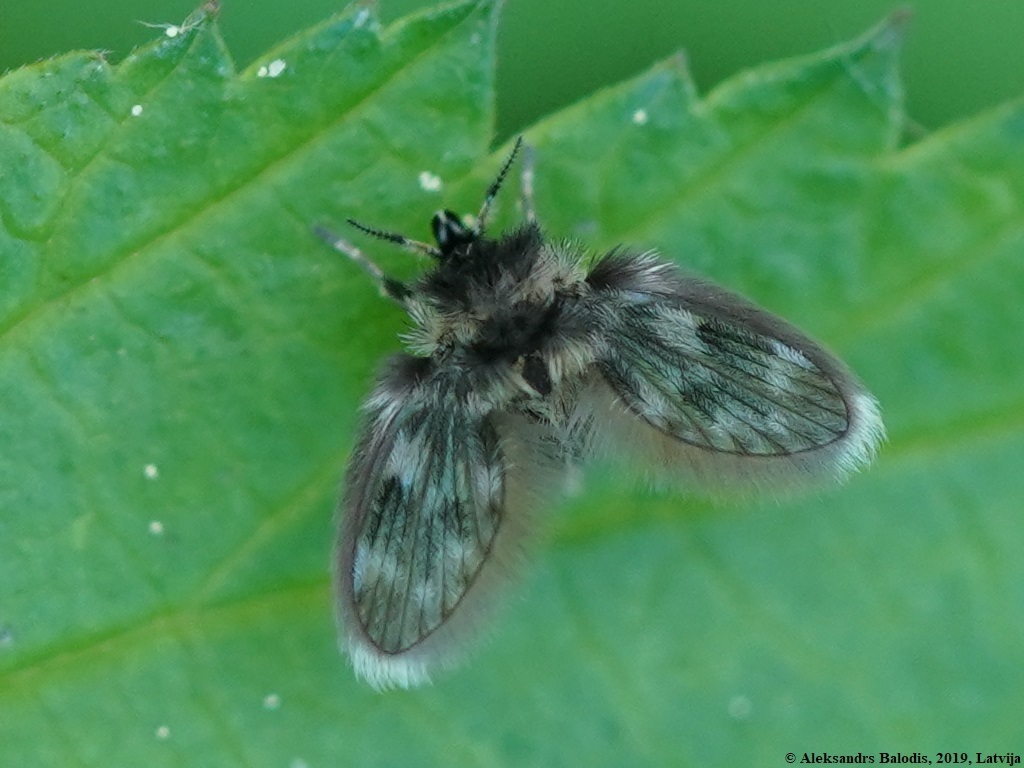 Pneumia palustris
