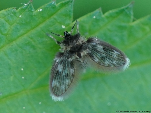 Pneumia palustris