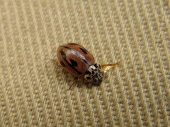 Mulsantina hudsonica