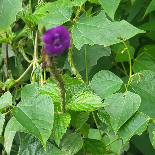 Stachytarpheta frantzii, photograph 2