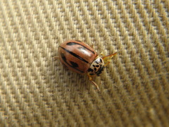 Mulsantina hudsonica