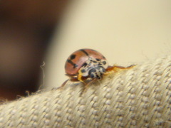 Mulsantina hudsonica