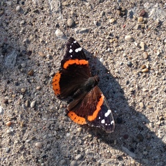 Vanessa atalanta