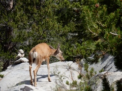 Odocoileus hemionus inyoensis