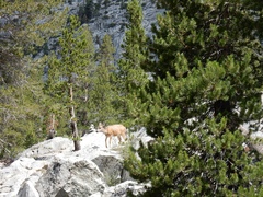 Odocoileus hemionus inyoensis
