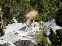 Odocoileus hemionus inyoensis