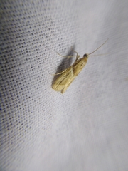 Nyctegretis lineana