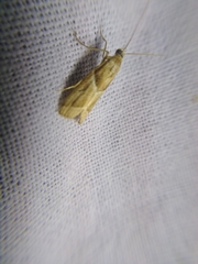 Nyctegretis lineana