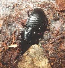 Pterostichus rostratus