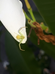 Mecaphesa