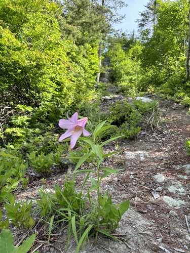 Lilium rubellum iNat (2)