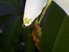 Mecaphesa