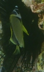 Johnrandallia nigrirostris